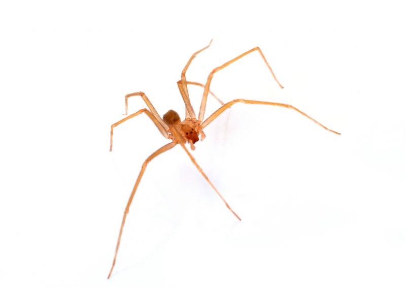 Brown Recluse Extermination in Mckinney, TX