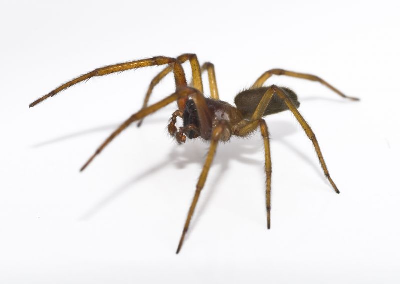Common Spiders Extermination in New Braunfels, TX