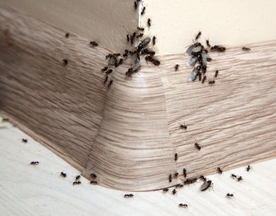 Ants Extermination Service in Fort Worth, TX