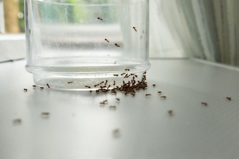 Ants Extermination Service in Arlington, TX