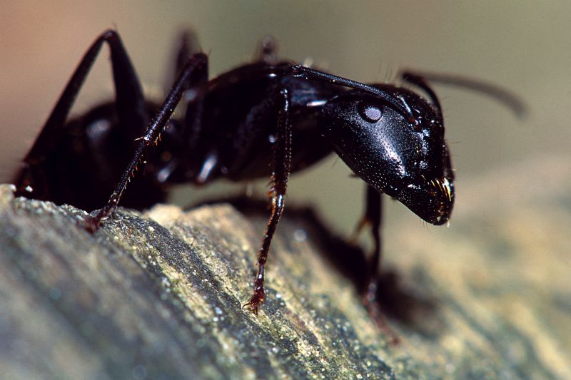 Ants Extermination Service in New Braunfels, TX