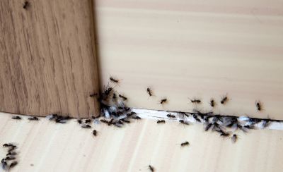 Ants Extermination Service in Mckinney, TX