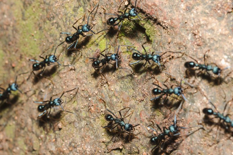 Black Ant Extermination in New Braunfels, TX