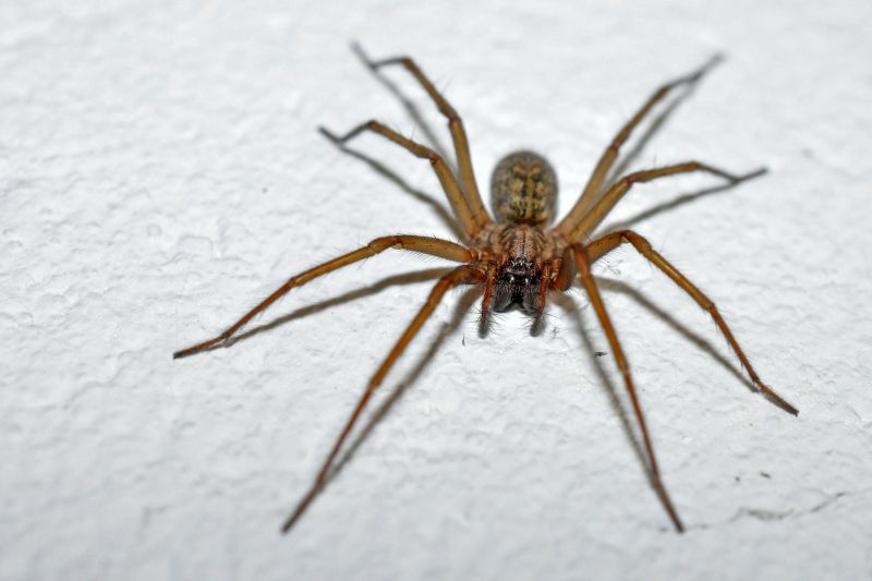 Brown Recluse Extermination in Mckinney, TX