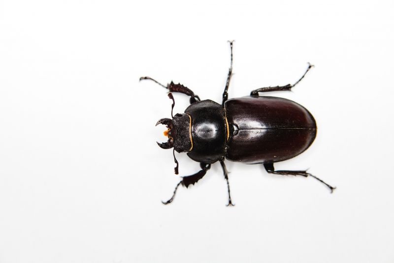 Carpet Beetle Extermination in Frisco, TX
