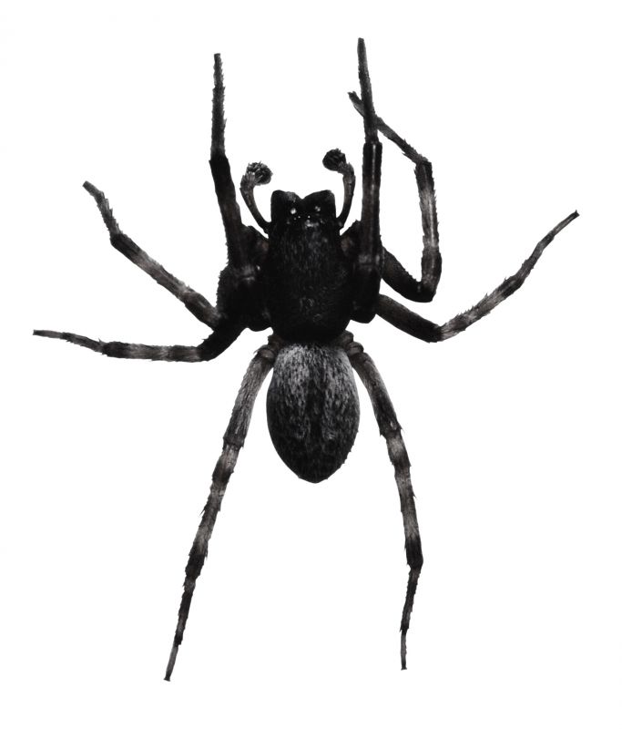 Common Spiders Extermination in Frisco, TX