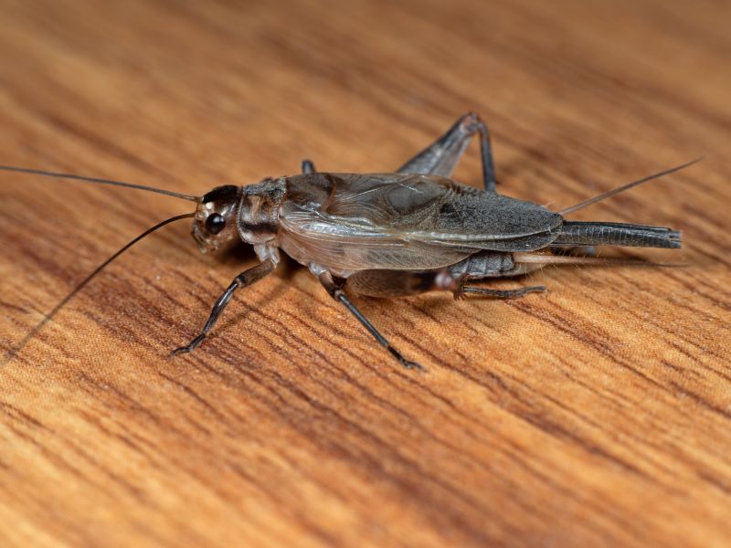 Cricket Control Service in Mckinney, TX
