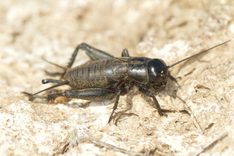 Cricket Prevention in Frisco, TX