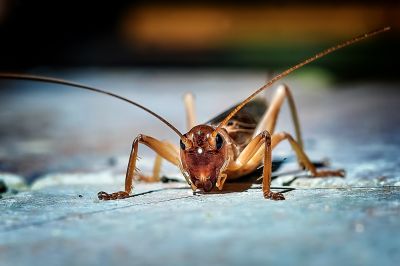 Cricket Prevention in Rockwall, TX