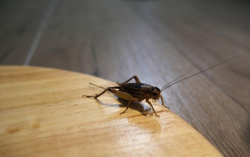 Cricket Prevention in Denton, TX