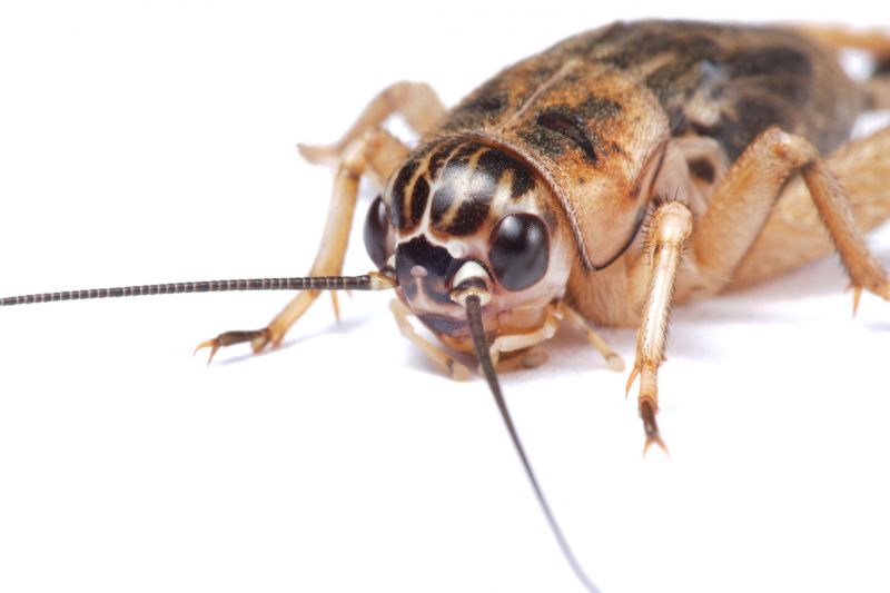 Cricket Prevention in Fort Worth, TX