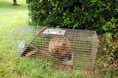 Feral Pig Removal