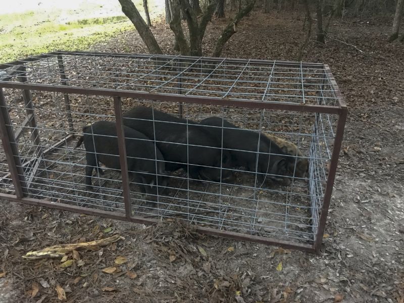 Feral Pig Removal