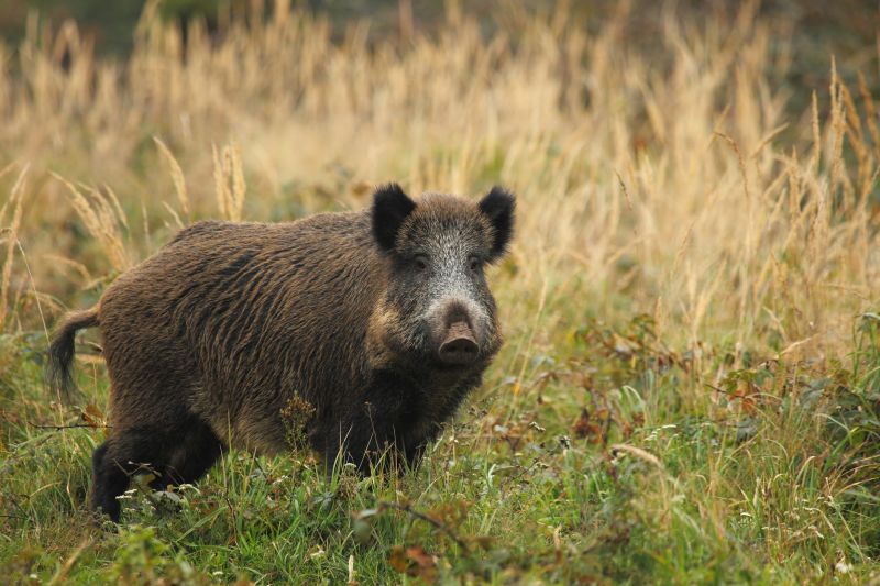 Feral Pig in Habitat