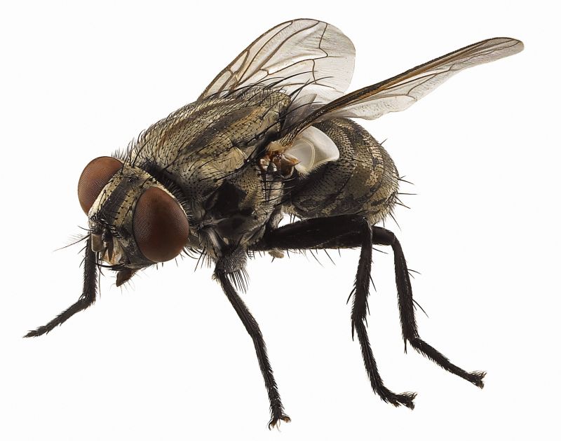 Fly Control Service in Frisco, TX