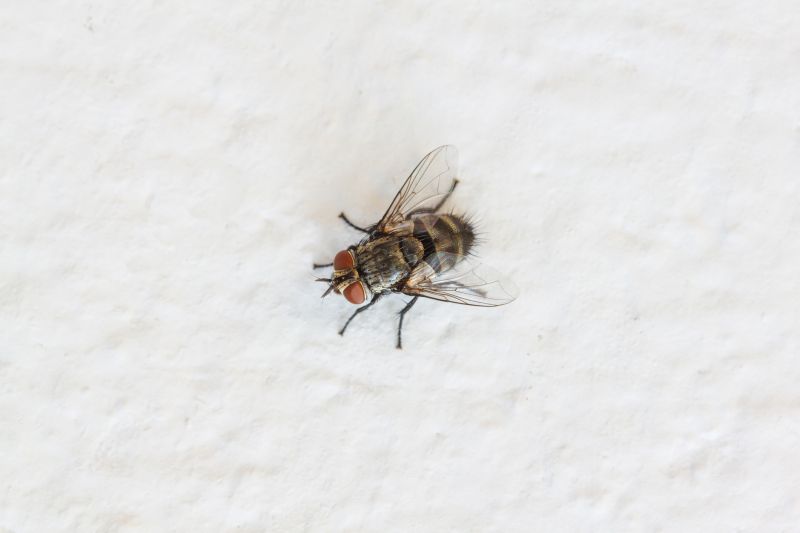 Fly Extermination in New Braunfels, TX