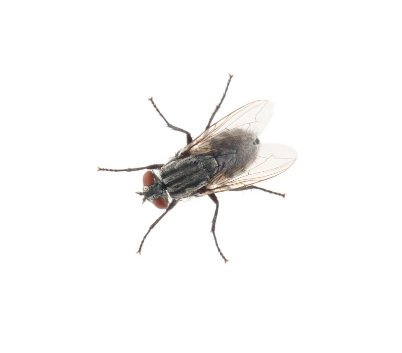 Fly Infestation Extermination in Rockwall, TX