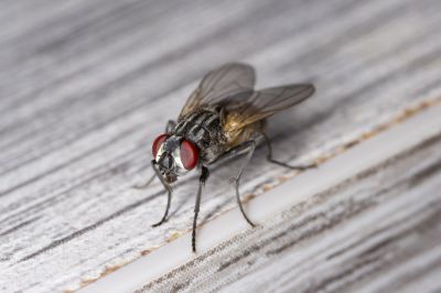 Fly Infestation Extermination in Fort Worth, TX