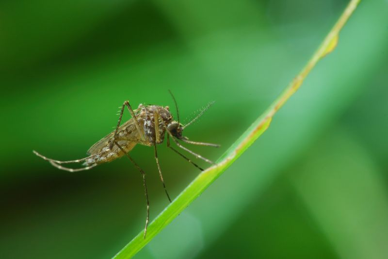 Fly Pest Control in Mckinney, TX