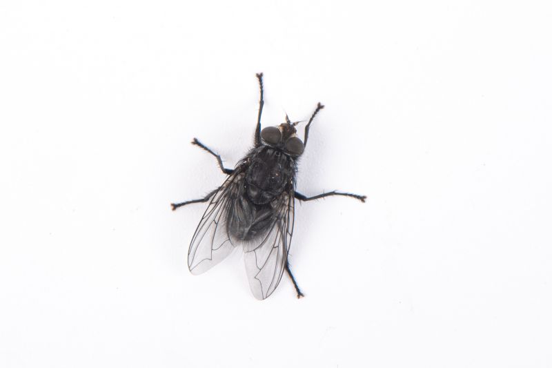 Fly Pest Control in Rockwall, TX