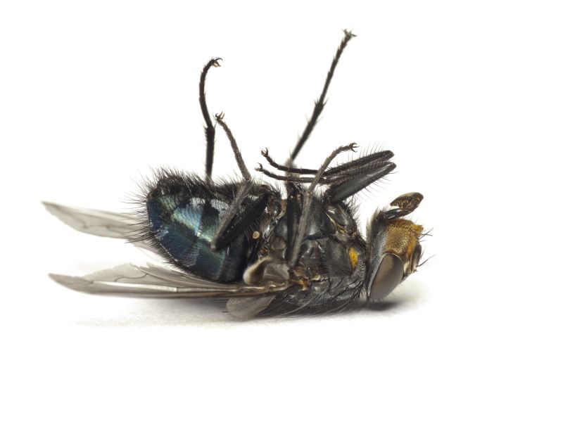 Fly Pest Control in Fort Worth, TX