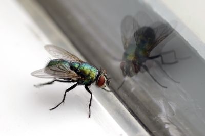 Fly Pest Control in Katy, TX