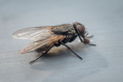 Fruit Fly Extermination in Katy, TX