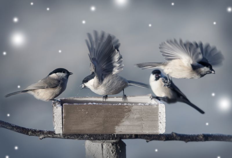 Health Risks Associated With Wildlife Living In Or Around Your Home