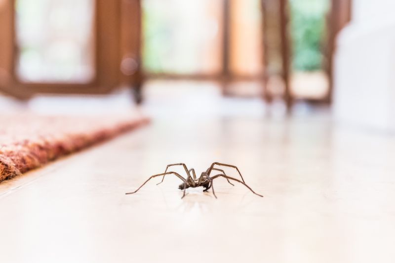 Hobo Spider Extermination in New Braunfels, TX