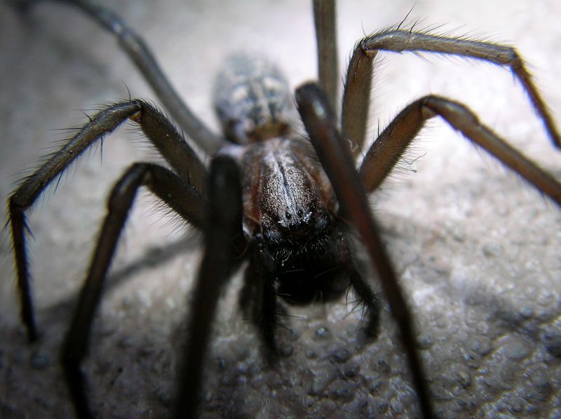 Hobo Spider Extermination in Rockwall, TX