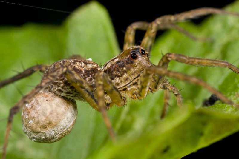 Huntsman Spider Extermination in Frisco, TX