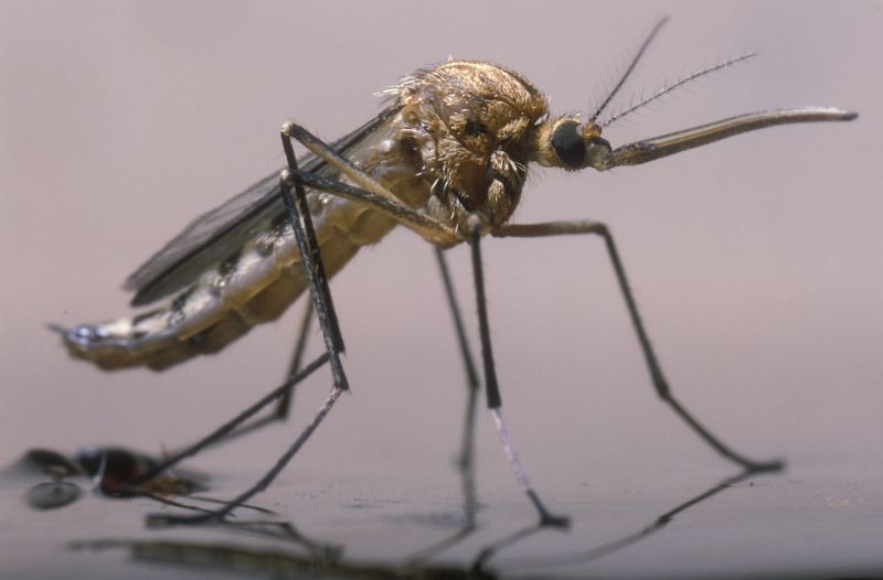 Mosquito Control Service in Frisco, TX
