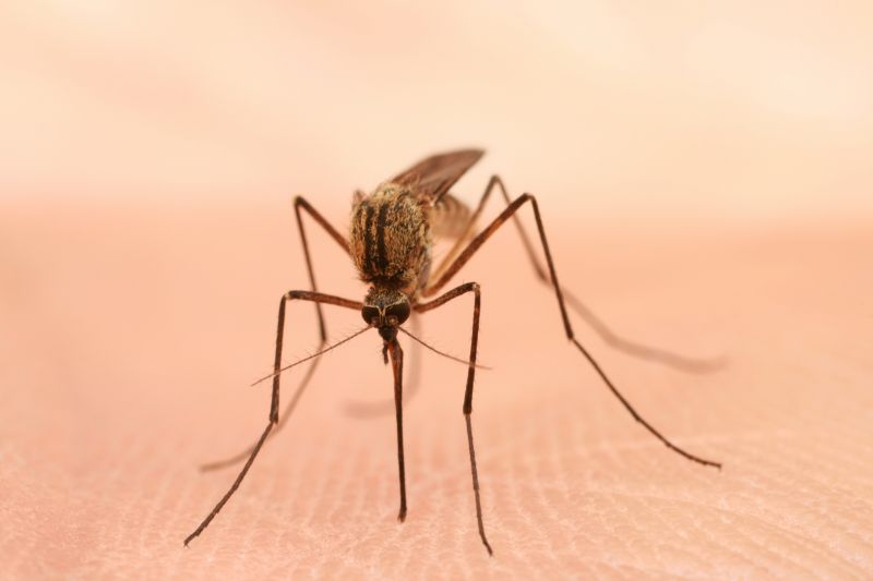 Mosquitoes Pest Control in Katy, TX