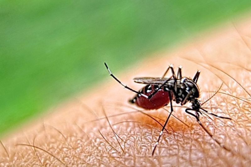 Mosquitoes Pest Control in New Braunfels, TX