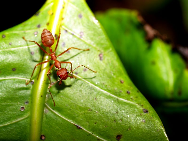Red Ant Extermination in New Braunfels, TX