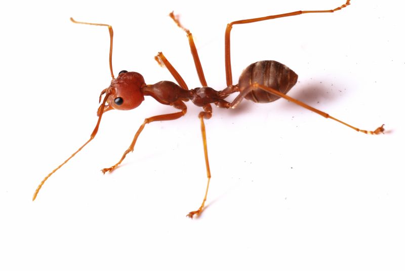Red Ant Extermination in Katy, TX
