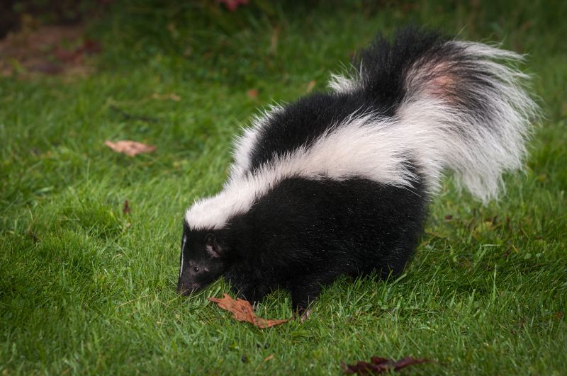 Skunk Extermination