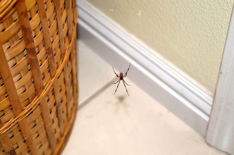 Spider Control Service in Fort Worth, TX