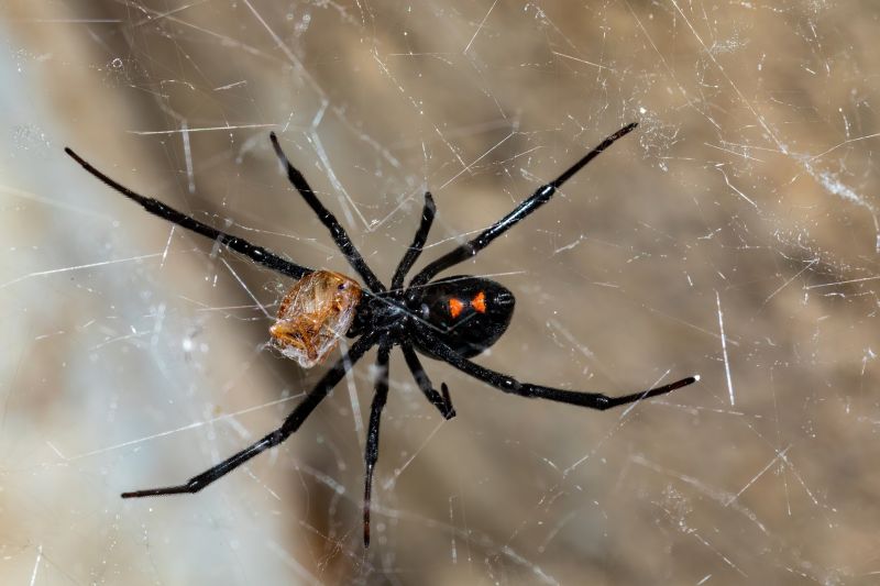 Spider Extermination Service in Denton, TX