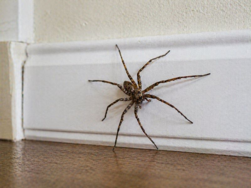 Spider Extermination Service in Katy, TX