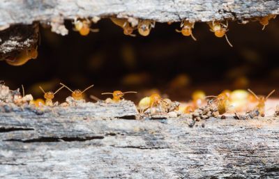 Termite Inspection Service in Katy, TX