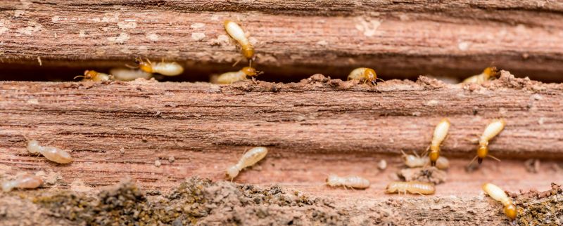 Termite Service in Katy, TX