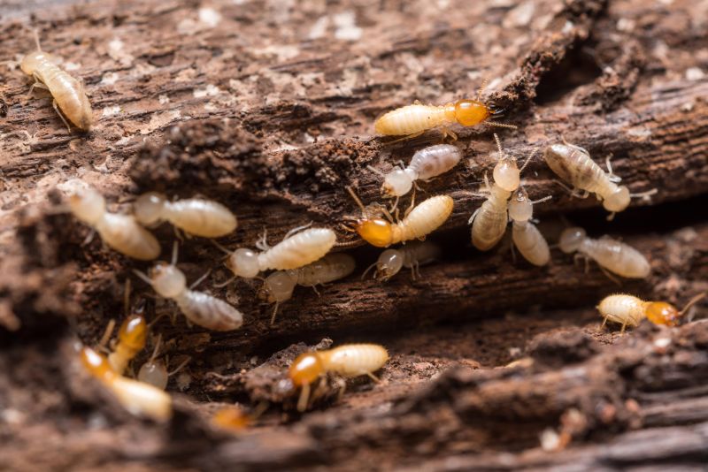 Termites Extermination in Frisco, TX