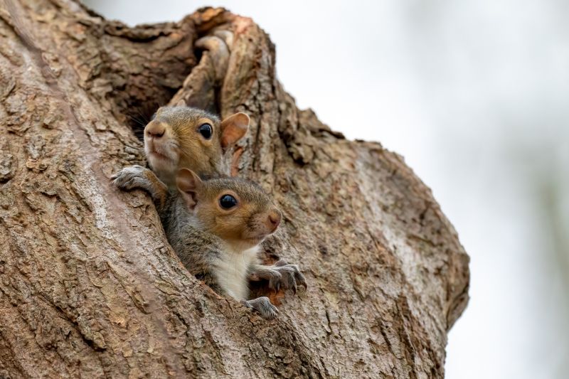 Squirrels in Trees