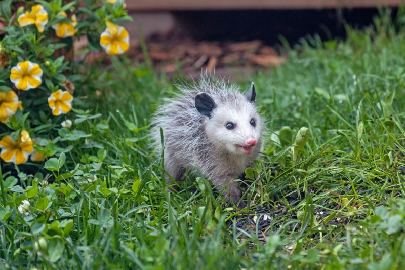 Opossums in Garage