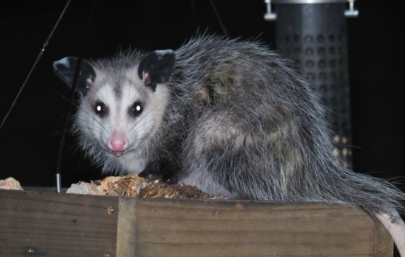 Opossum Shelter