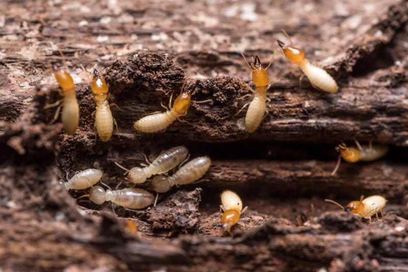 Winged Termite Extermination in Frisco, TX